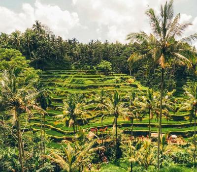 4 Excitements You Will Get in Bali Swing Ubud Rice Terrace Tour