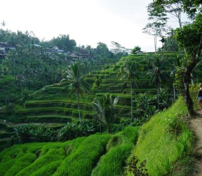 Bali Taxi to Tegalalang Rice Terraces Ubud (Private Trip)