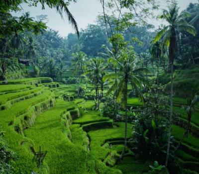 Canggu to Ubud Day Trip, Check Out The Updated Price Here!