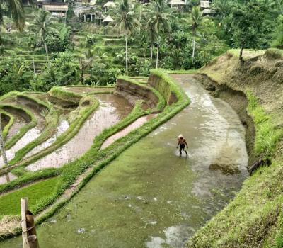 Tegalalang Rice Terrace Trekking Tour Ubud Bali