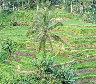 Bali Taxi to Tegalalang Rice Terraces Ubud (Private Trip)