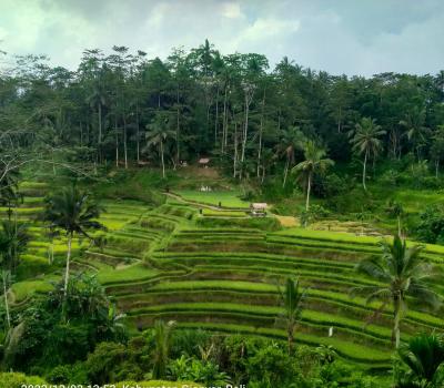 Bali Private Transport to Tegalalang Rice Terraces (Ubud)