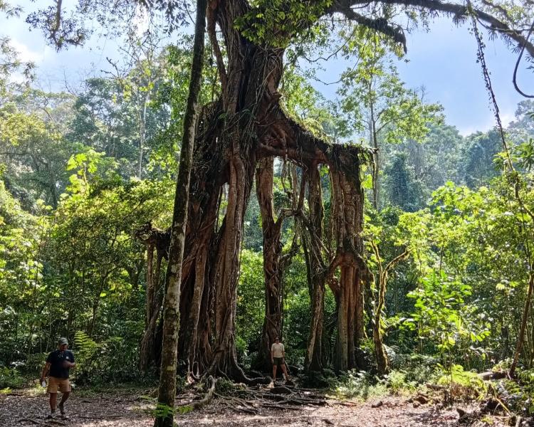 Bali Botanic Garden Bedugul: Complete Guide and Best Tour Itinerary