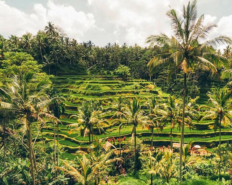 4 Excitements You Will Get in Bali Swing Ubud Rice Terrace Tour