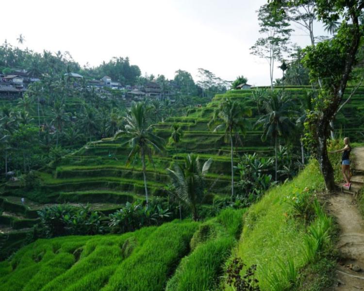 Bali Taxi to Tegalalang Rice Terraces Ubud (Private Trip)