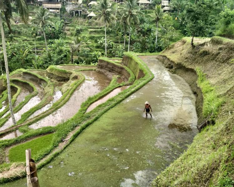 Tegalalang Rice Terrace Trekking Tour Ubud Bali