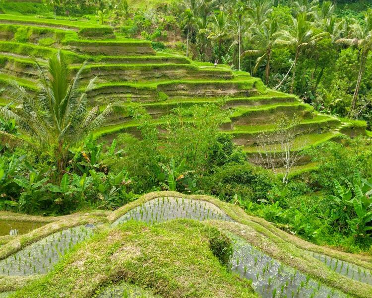 Cheapest Tegalalang Rice Terrace Swing Price + Best Bali Itineraries