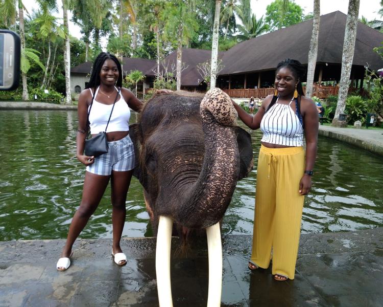 Full Day Elephant Park And Ubud Tour