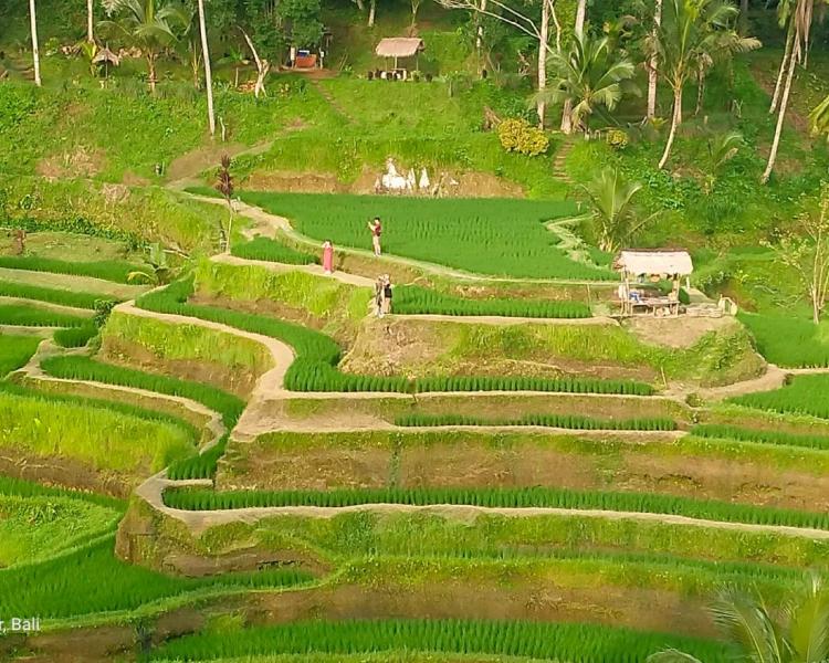 How to Get Bali Swing Tegalalang Rice Terrace Tour Easily