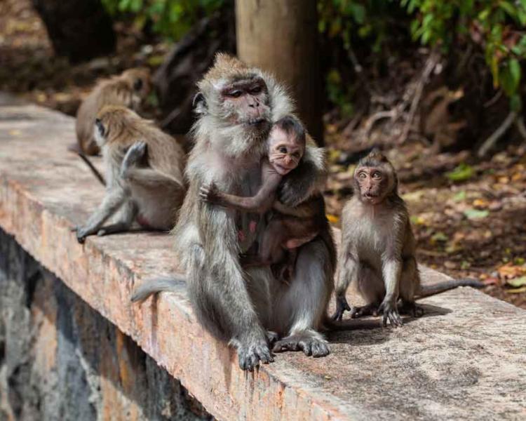 Ubud Monkey Forest Day Trip from Canggu – Enjoyable Tour