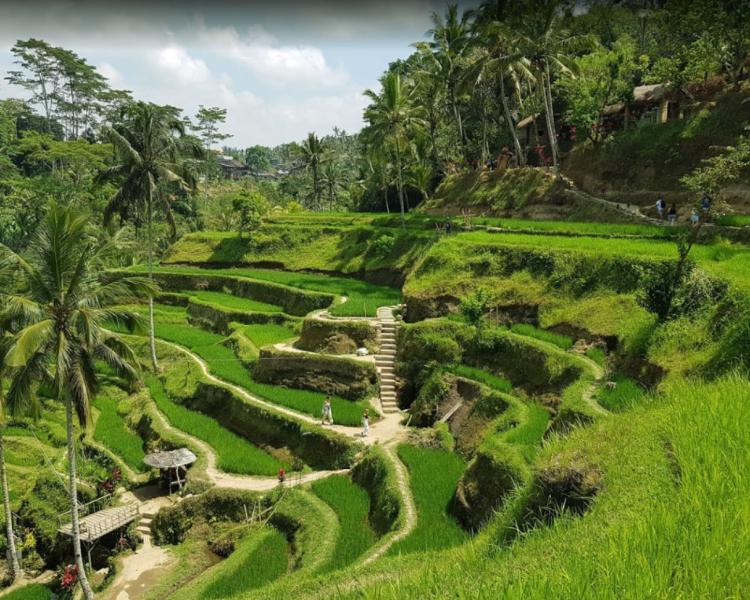 The Newest Taxi Price from Ubud to Tegalalang Rice Terrace