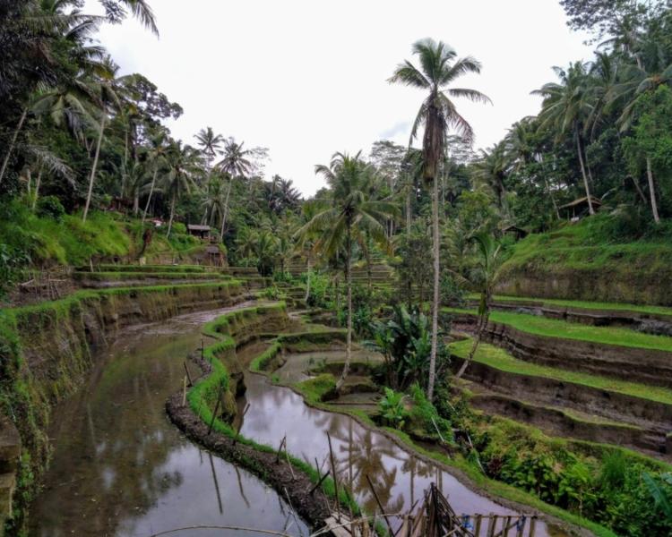 Canggu to Ubud Day Trip, Check Out The Updated Price Here!
