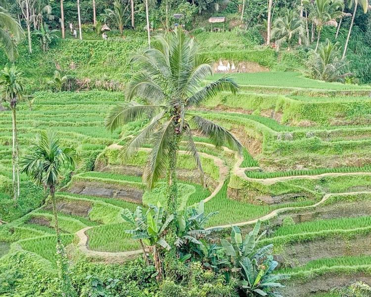 Bali Taxi to Tegalalang Rice Terraces Ubud (Private Trip)