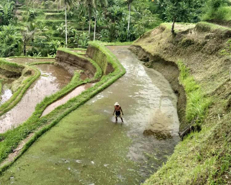 Easy Way to Reach Tegalalang Rice Terrace Bali Swing