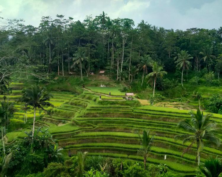 Bali Private Transport to Tegalalang Rice Terraces (Ubud)