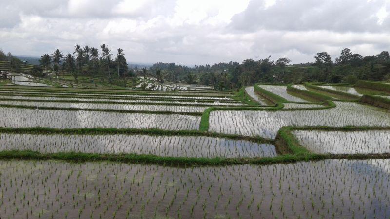 Bali Rice Terrace and Village Trekking