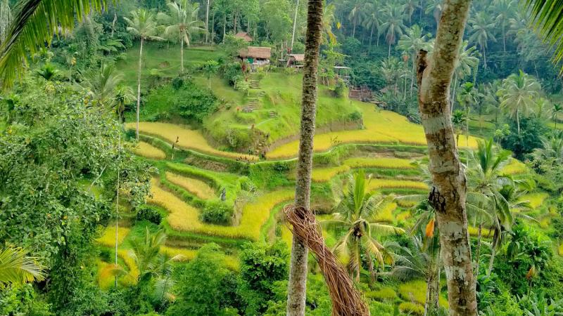 Tegalalang Bali Swing & Rice Terrace Private Tour