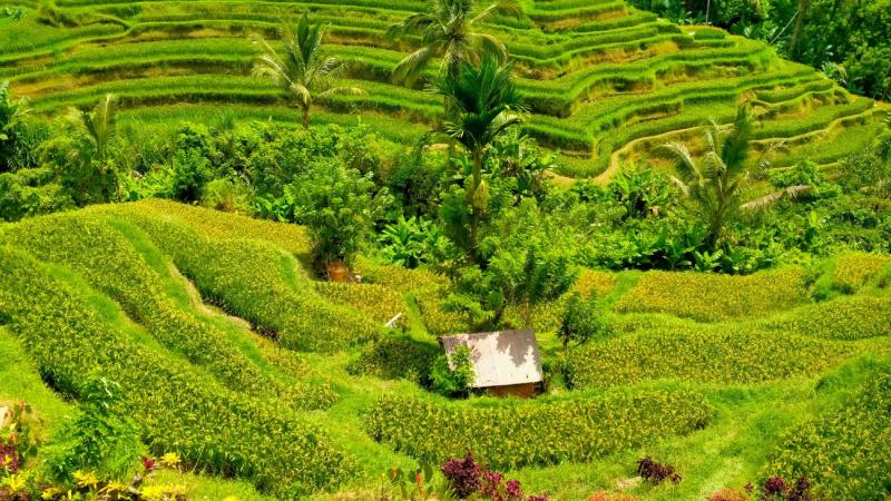 Bali Best Spa Honeymoon Package