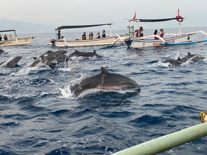 Lovina Beach Bali Dolphin Watching Private Tour Packages