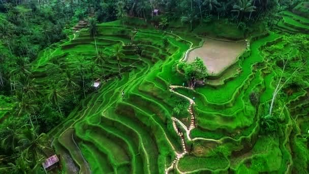 Easy Way to Reach Tegalalang Rice Terrace Bali Swing