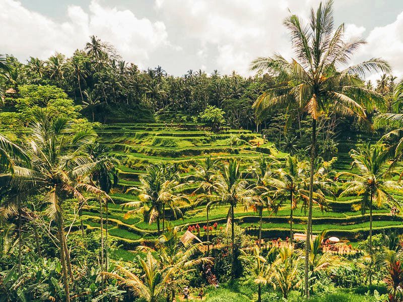 4 Excitements You Will Get in Bali Swing Ubud Rice Terrace Tour