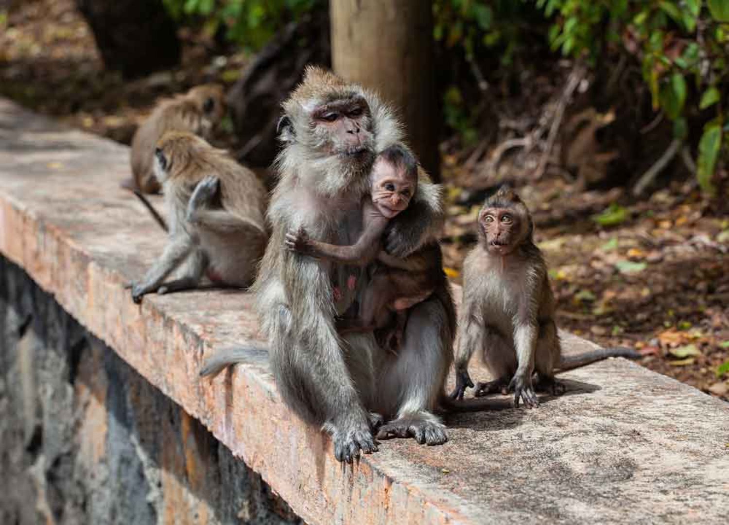 Ubud Monkey Forest Day Trip from Canggu – Enjoyable Tour