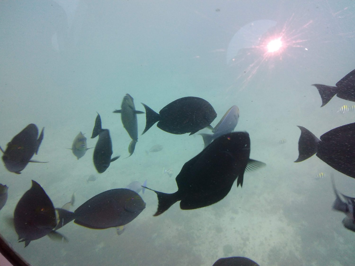 Snorkeling at Manta Point