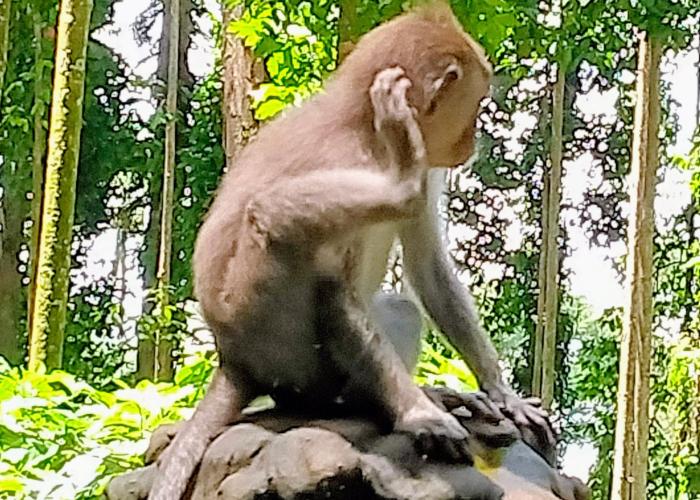 see tame monkeys in ubud 1