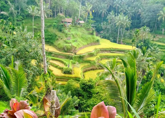 tegalalang rice terrace (8)