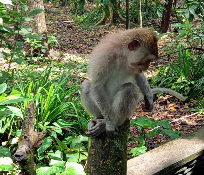 Ubud monkey forest