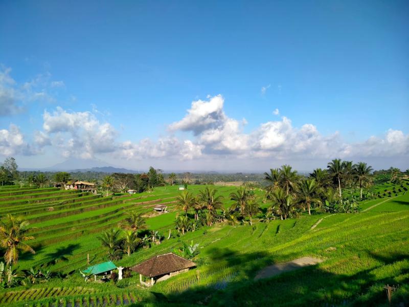 jatiluwih rice terrace