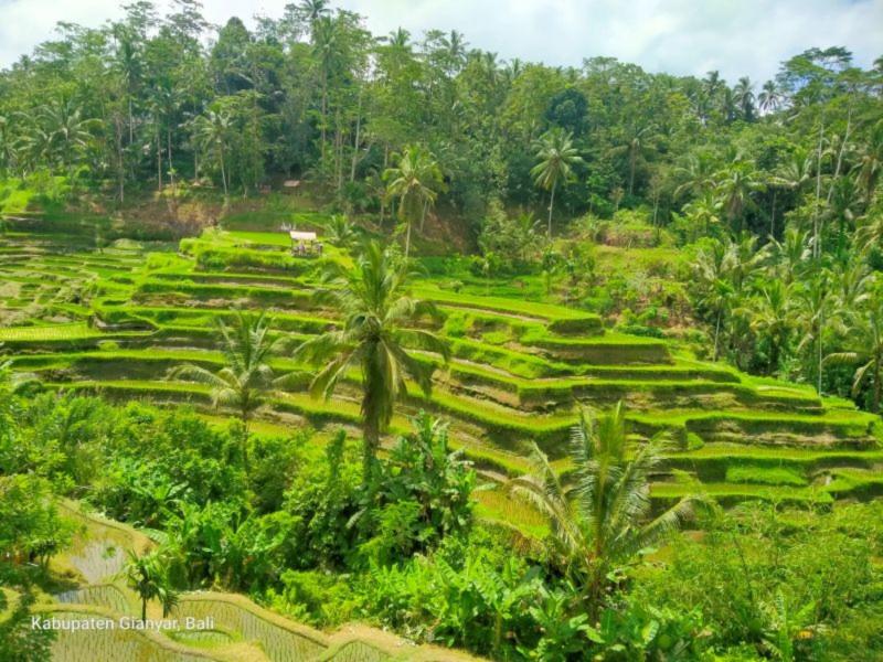 tegalalang rice terrace (6)